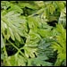 Fresh chervil. Credit: iStockphoto.