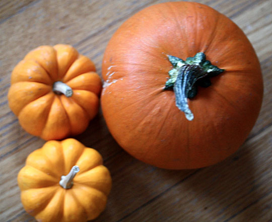 Three orange pumpkins are viewed from overhead