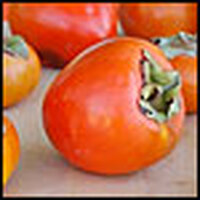 Falling For Persimmons
