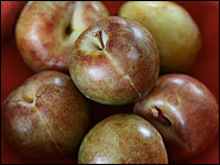 Early Queen pluots