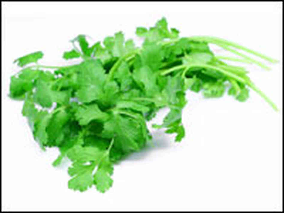 Cilantro Cilantro