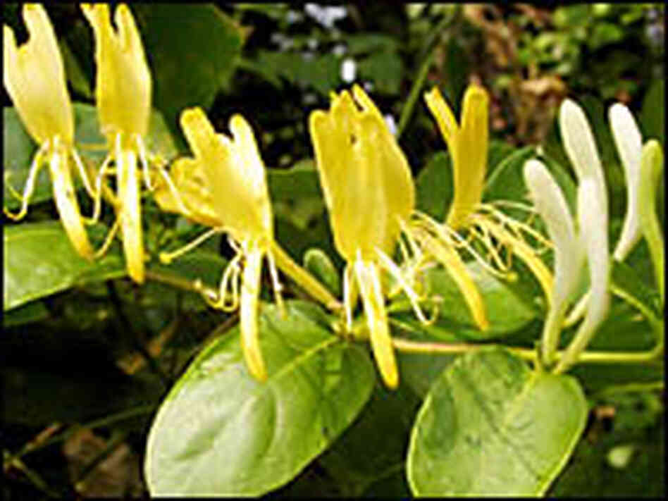 Honeysuckle Honeysuckle