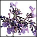 Garden in a Glass: Herbal Teas, Lavender Martinis