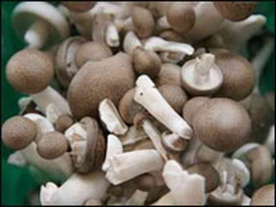 mushrooms mushrooms