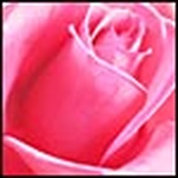 The Rapture of Rose-Scented Cake