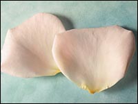 Organic rose petals can be crystallized to garnish a rose-scented lemon cake. <b>See recipe below.</b>
