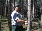 Roy Renkin measures a lodgepole pine Roy Renkin measures a lodgepole pine