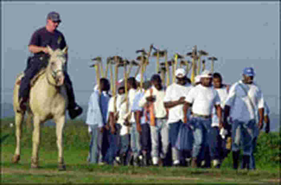 Inmates work in the fields at Angola prison.