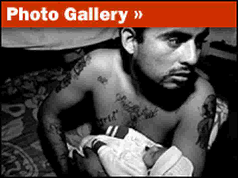 Gang Violence Gallery Gang Violence Gallery