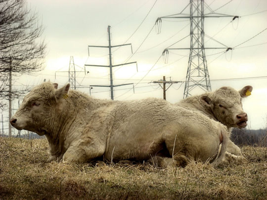 Cows rest under power lines.
