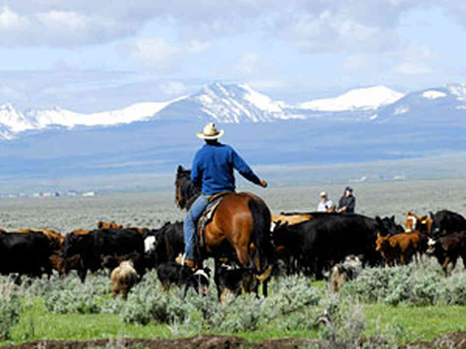 Cowboy300 Cowboy300
