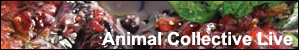 animal collective live in concert