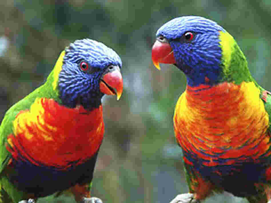Parrots Parrots