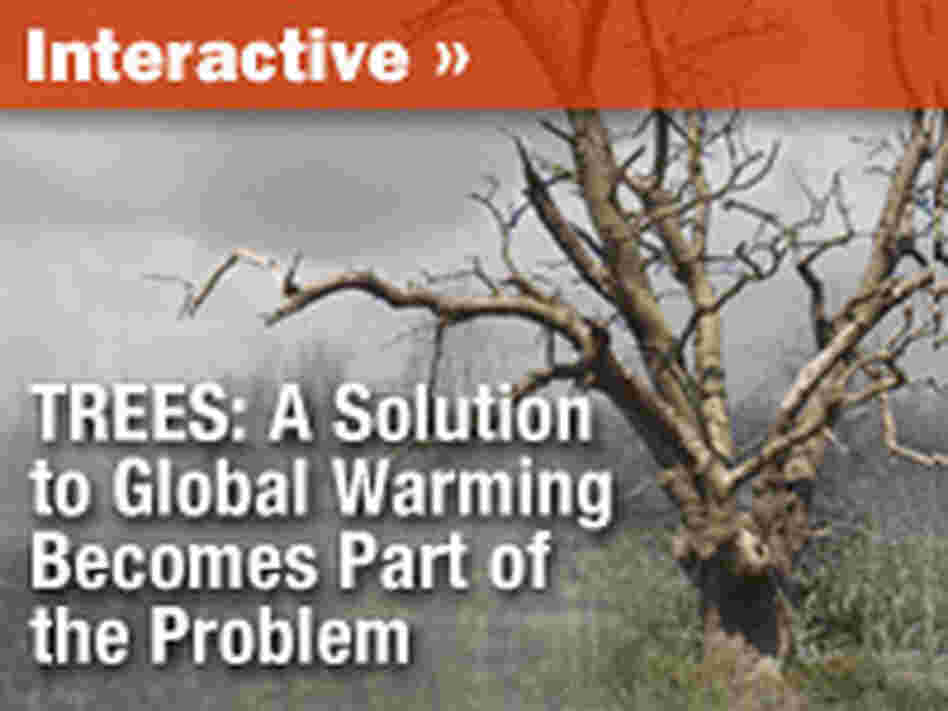 Graphic: Trees and CO2 Graphic: Trees and CO2