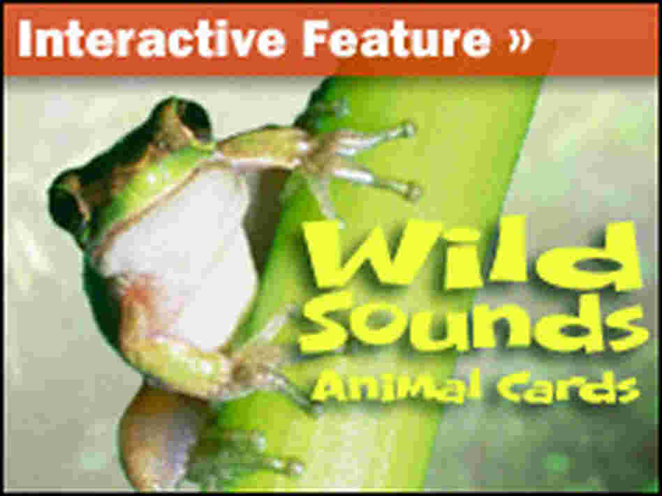 Interactive: Sounds Wild Animal Cards