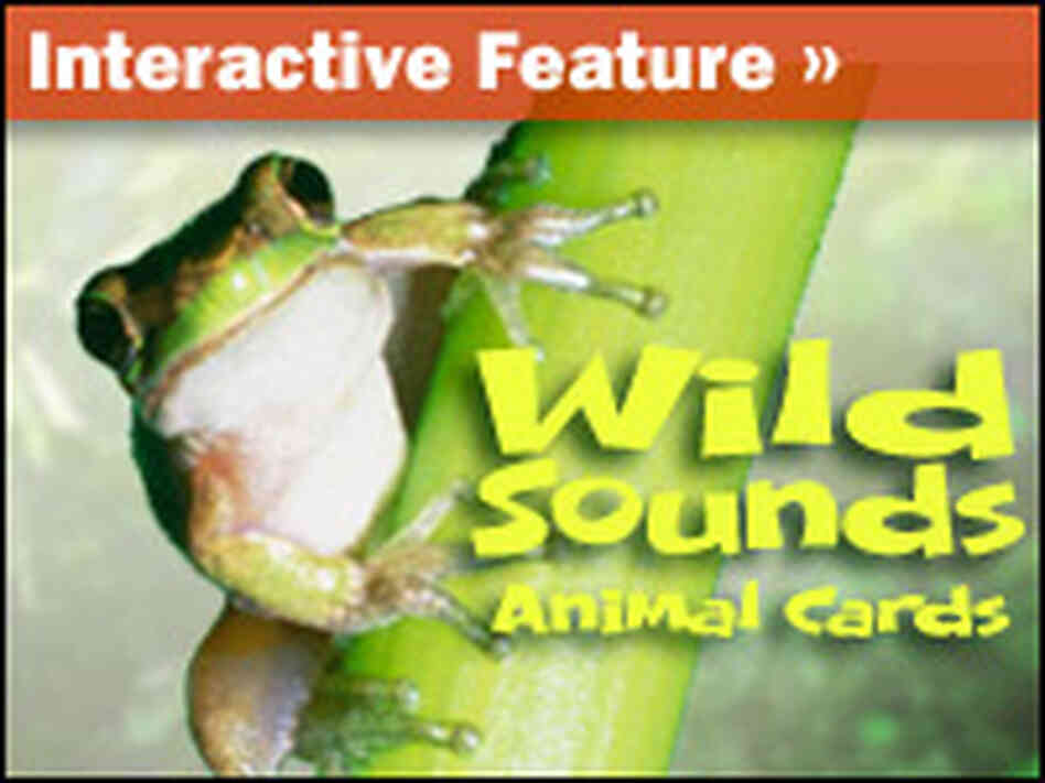 Interactive: Sounds Wild Animal Cards Interactive: Sounds Wild Animal Cards