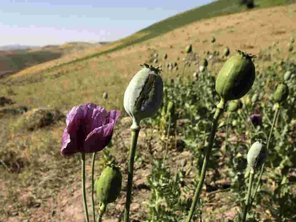 Interactive: Opium In Afghanistan Interactive: Opium In Afghanistan