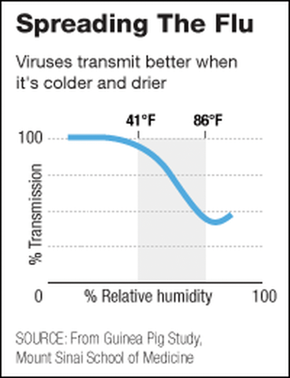 A study of guinea pigs found that almost 100 percent became infected with a flu virus when the tempe A study of guinea pigs found that almost 100 percent became infected with a flu virus when the tempe