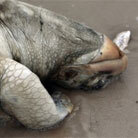 Oil spill's environmental impact Oil spill's environmental impact
