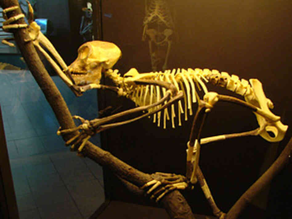 Building A Human Body Building A Human Body
