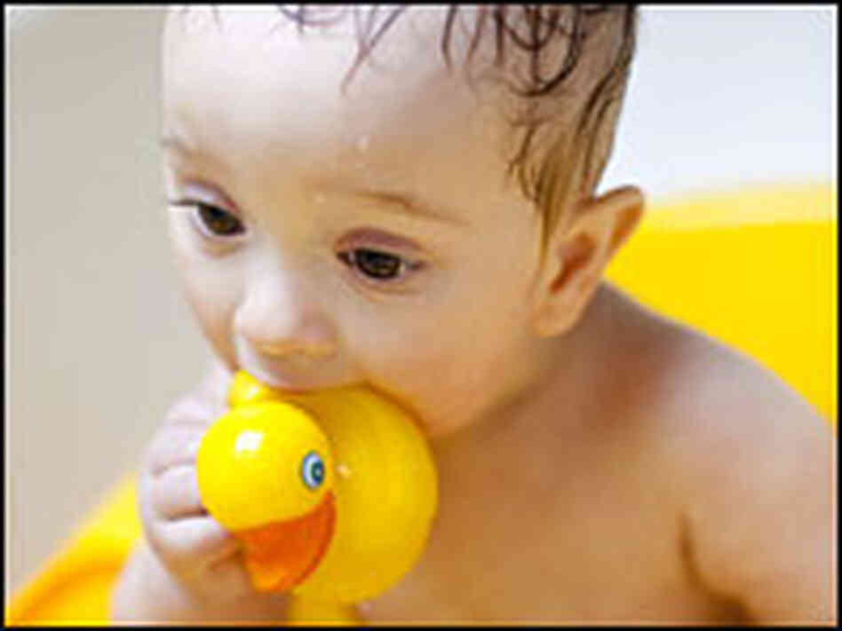 A baby chews on a rubber ducky while bathing in the tub. A baby chews on a rubber ducky while bathing in the tub.