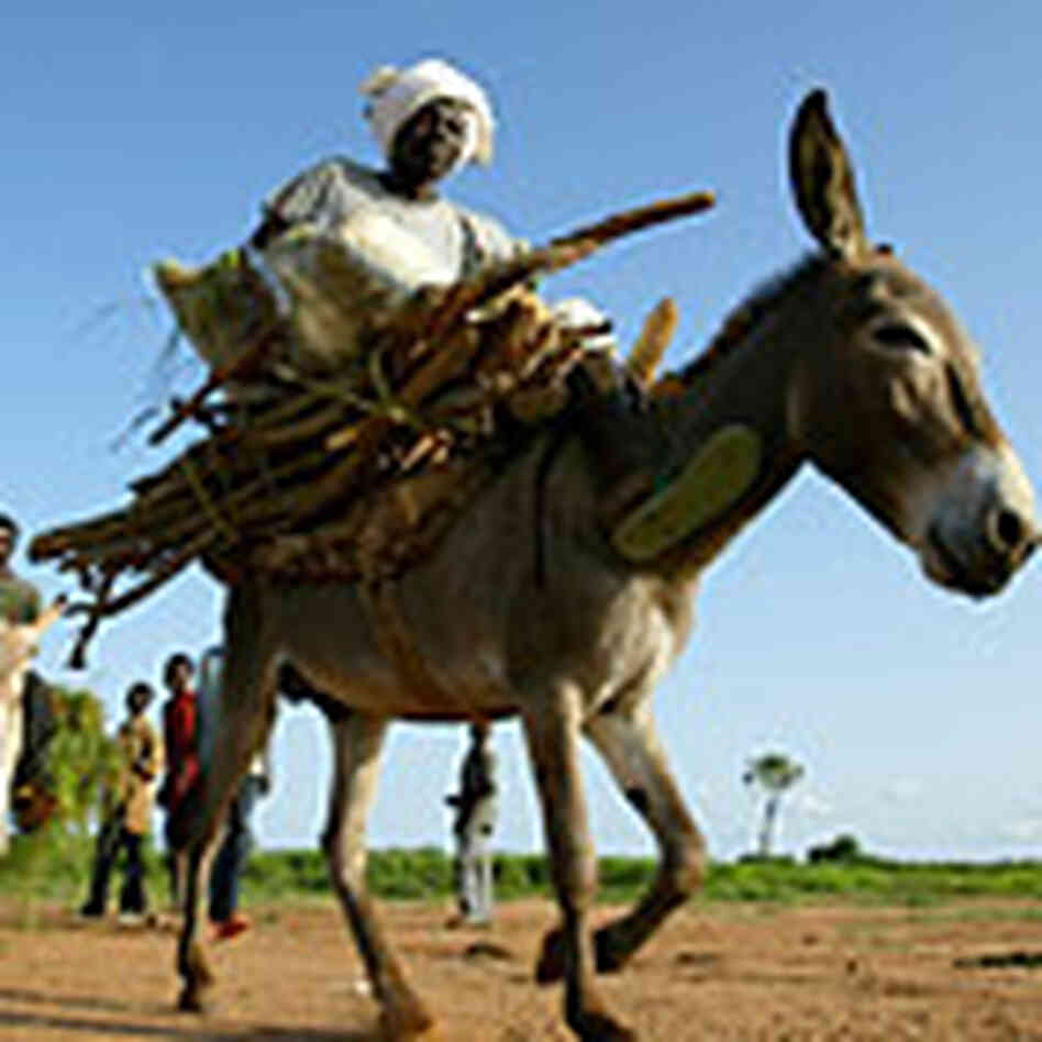 Returning Sudanese men ride their donkeys while carrying firewood home. Credit: Reuters Returning Sudanese men ride their donkeys while carrying firewood home. Credit: Reuters