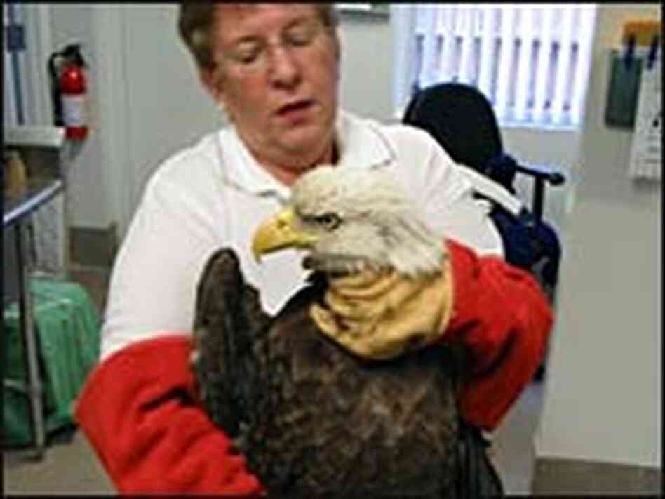 Lynda White holds a bald eagle at the Audubon Center for Birds of Prey. Lynda White holds a bald eagle at the Audubon Center for Birds of Prey.