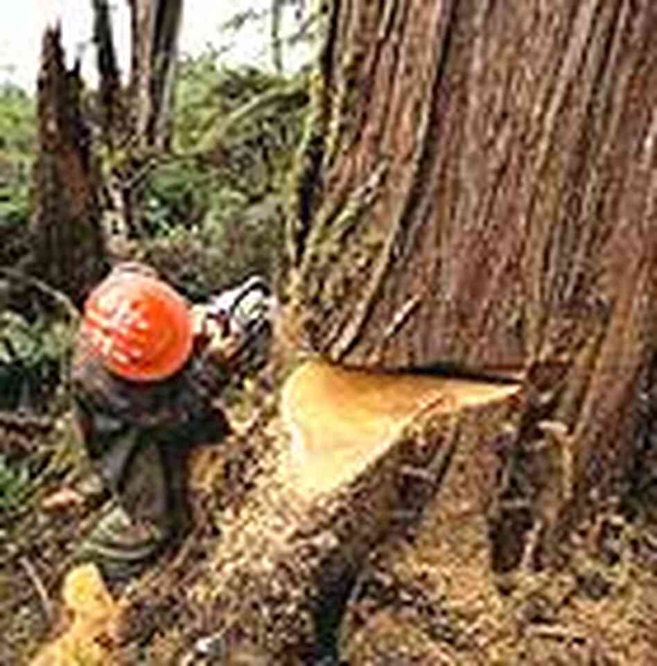 A logger in Alaska's Tongass National Forest. A logger in Alaska's Tongass National Forest.