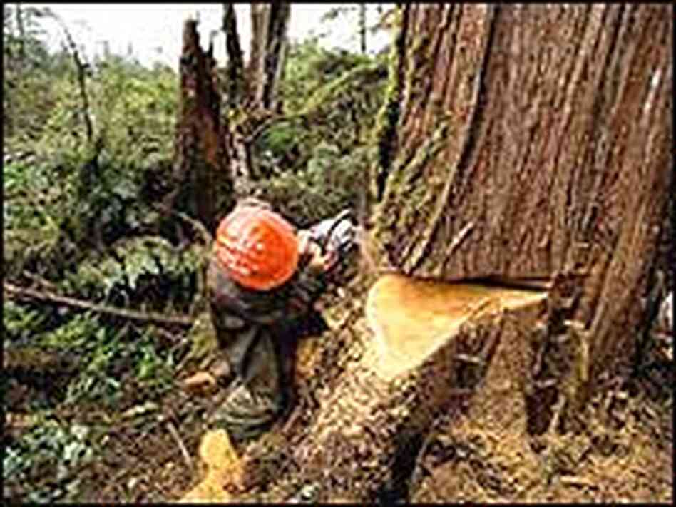 A logger in Alaska's Tongass National Forest. A logger in Alaska's Tongass National Forest.