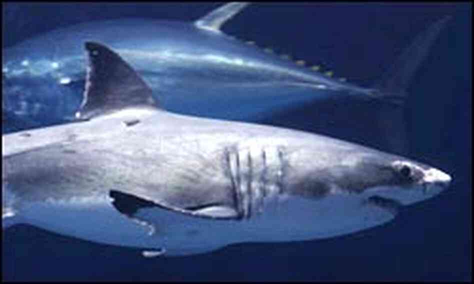 White shark on exhibit at Monterey Bay Aquarium. White shark on exhibit at Monterey Bay Aquarium.