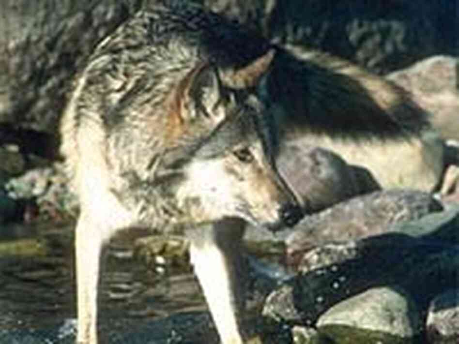 The gray wolf is at the center of the debate over the endangered species list. The gray wolf is at the center of the debate over the endangered species list.