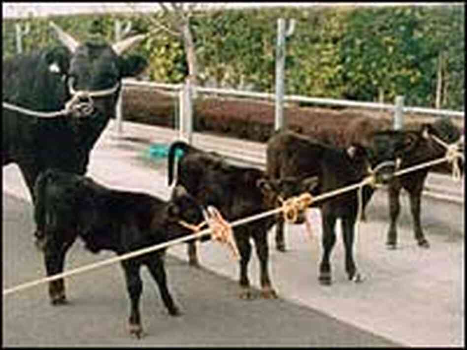 A Japanese black beef bull and four clones. A Japanese black beef bull and four clones.