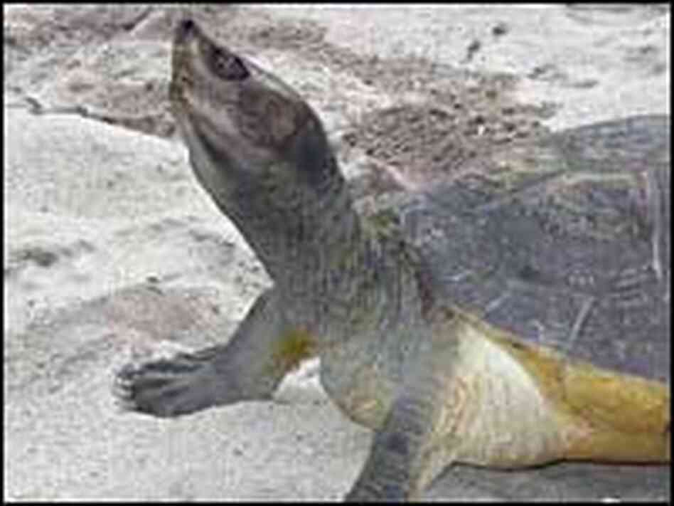 A Batagur turtle on the beach. A Batagur turtle on the beach.