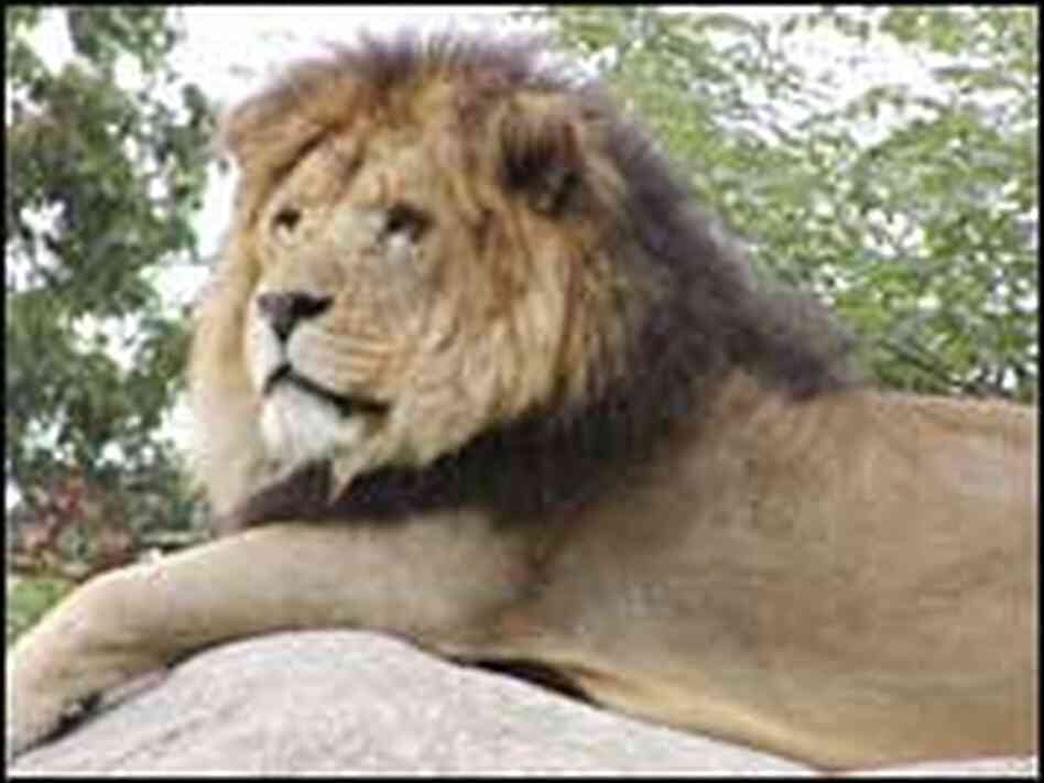 Chris is a 12-year-old, 400-pound lion Chris is a 12-year-old, 400-pound lion