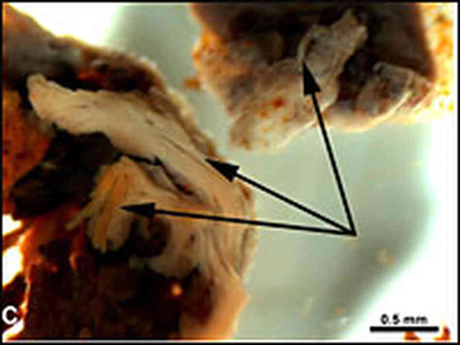 Fragments of tissues line the marrow cavity of a T. Rex femur Fragments of tissues line the marrow cavity of a T. Rex femur