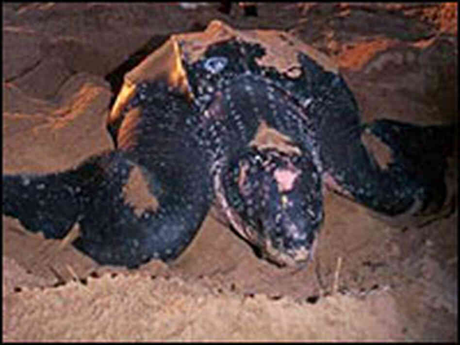 Leatherback turtles, an endangered species, can grow to more than 8 feet Leatherback turtles, an endangered species, can grow to more than 8 feet
