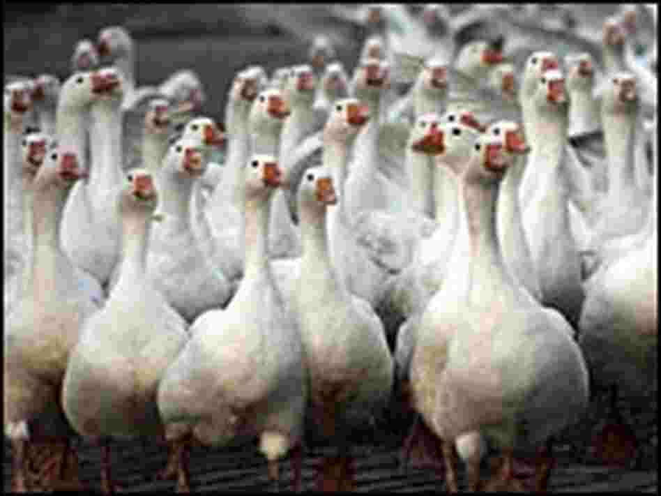 Germany has decided to confine all live poultry birds to their pens across the country. Germany has decided to confine all live poultry birds to their pens across the country.