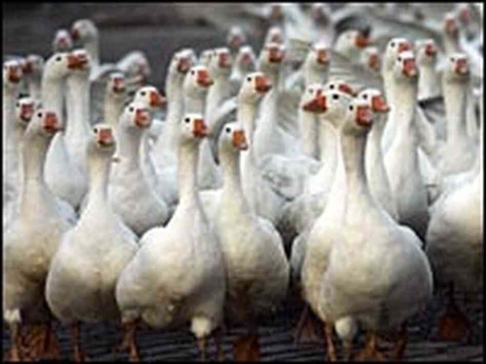 Germany has decided to confine all live poultry birds to their pens across the country. Germany has decided to confine all live poultry birds to their pens across the country.