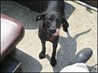 Lady's dog tags helped identify both dogs' owners. Lady's dog tags helped identify both dogs' owners.