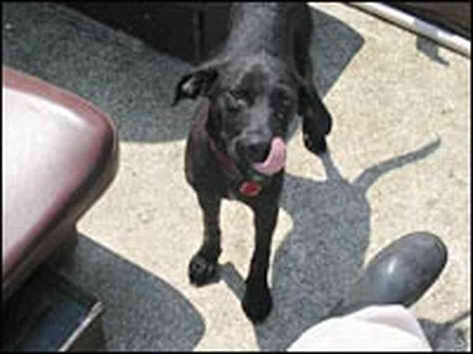 Lady's dog tags helped identify both dogs' owners. Lady's dog tags helped identify both dogs' owners.