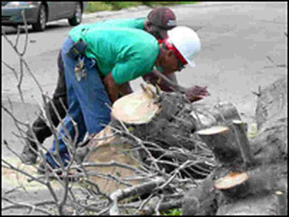 A New Orleans Parks division has a crew supervisor and 5 workers out cutting down trees.
