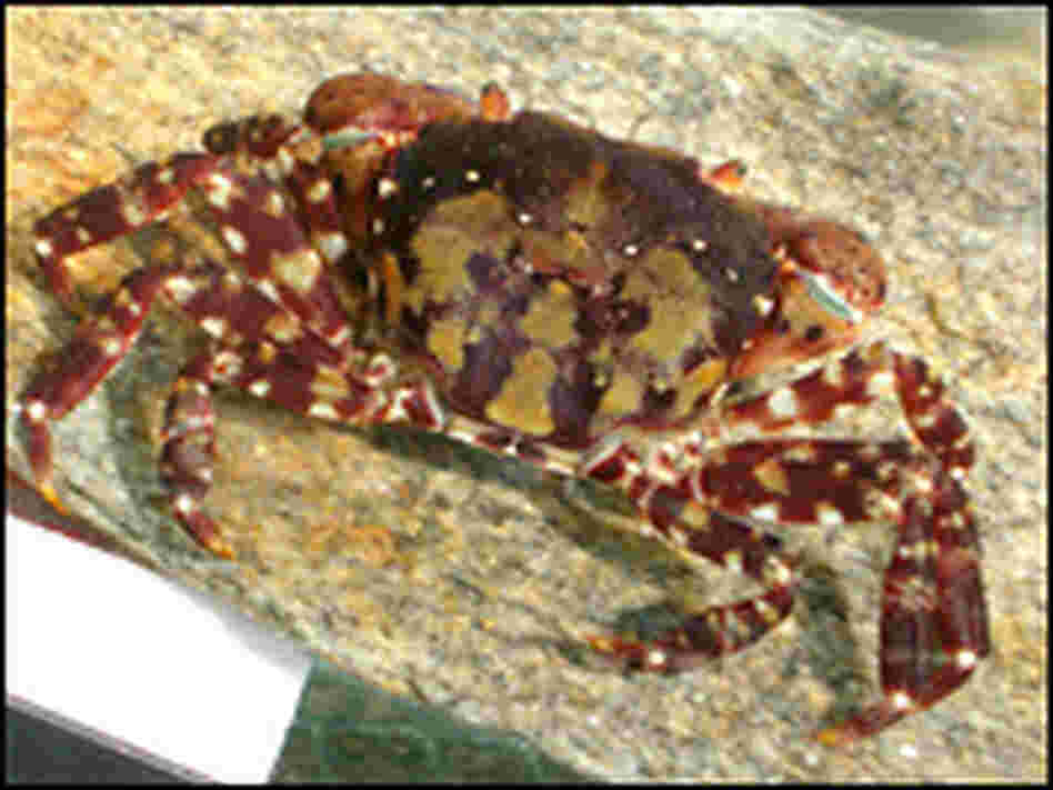 The Asian shore crab, 'Hemigrapsus sanguineus'