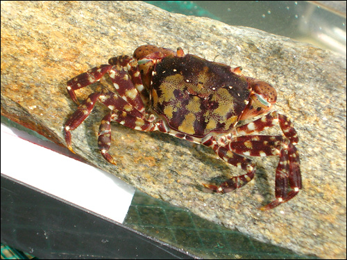The Asian shore crab, 'Hemigrapsus sanguineus'