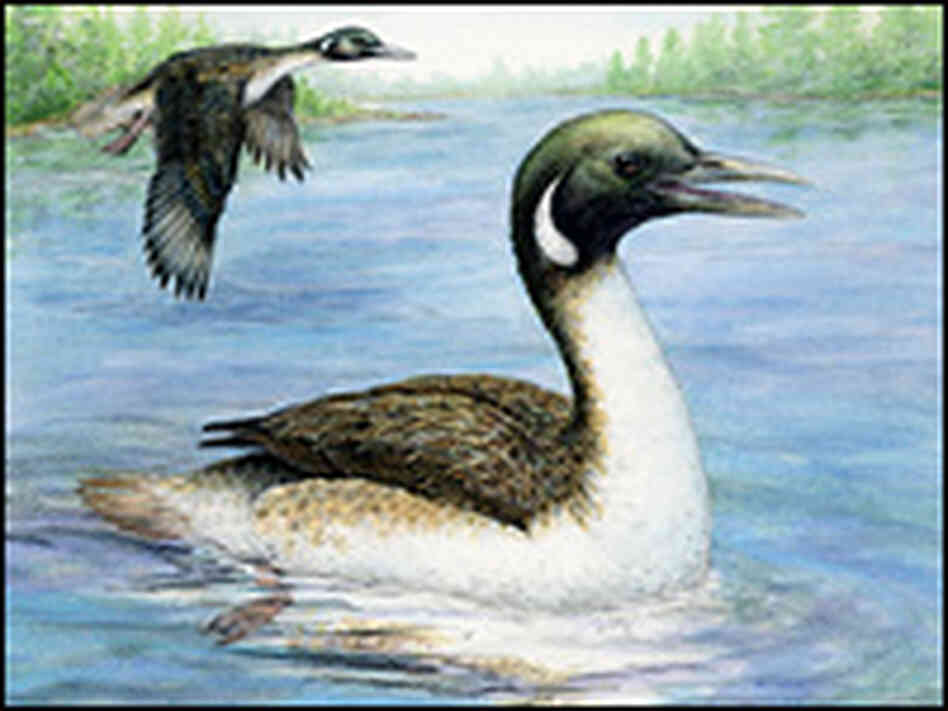 A rendering of the amphibious Gansus yumenensis, a close relative of modern birds. A rendering of the amphibious Gansus yumenensis, a close relative of modern birds.