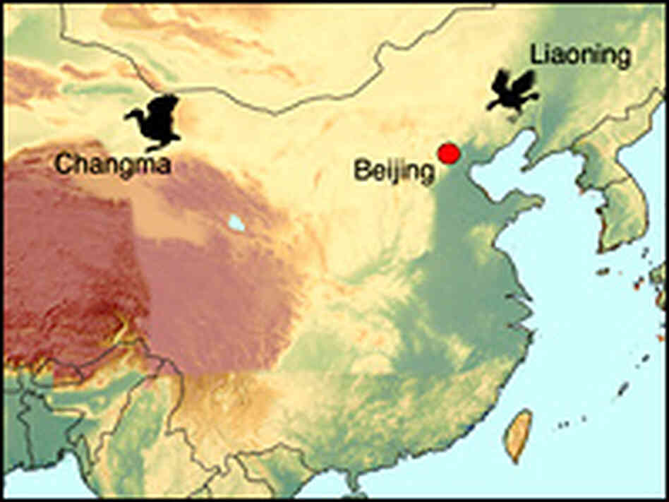 A map shows the relative position of the fossil find in China. A map shows the relative position of the fossil find in China.