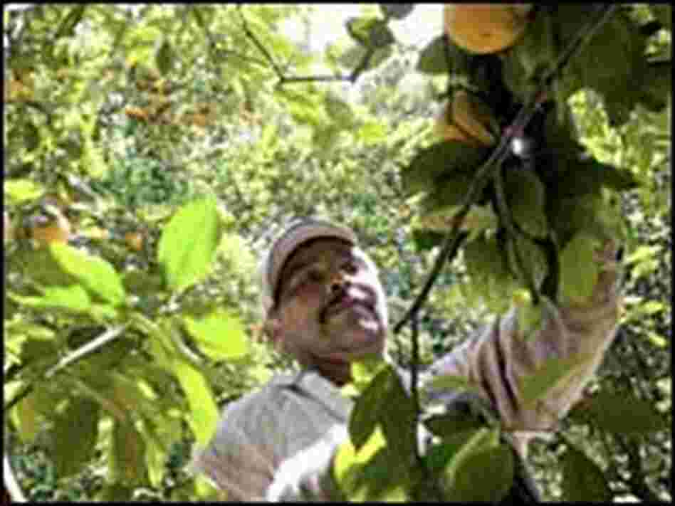 A migrant worker picks oranges at a grove March 29, 2006, in Bradenton, Fla. A migrant worker picks oranges at a grove March 29, 2006, in Bradenton, Fla.
