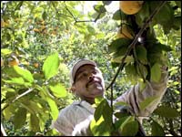 A migrant worker picks oranges at a grove March 29, 2006, in Bradenton, Fla. 
