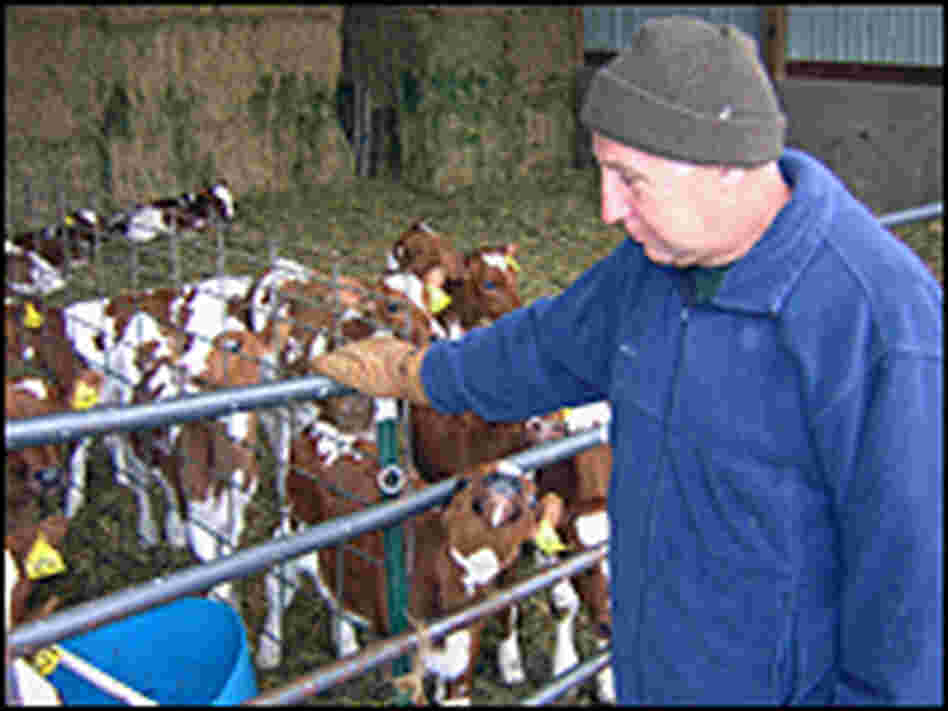 Art Thicke shows this year's heifers