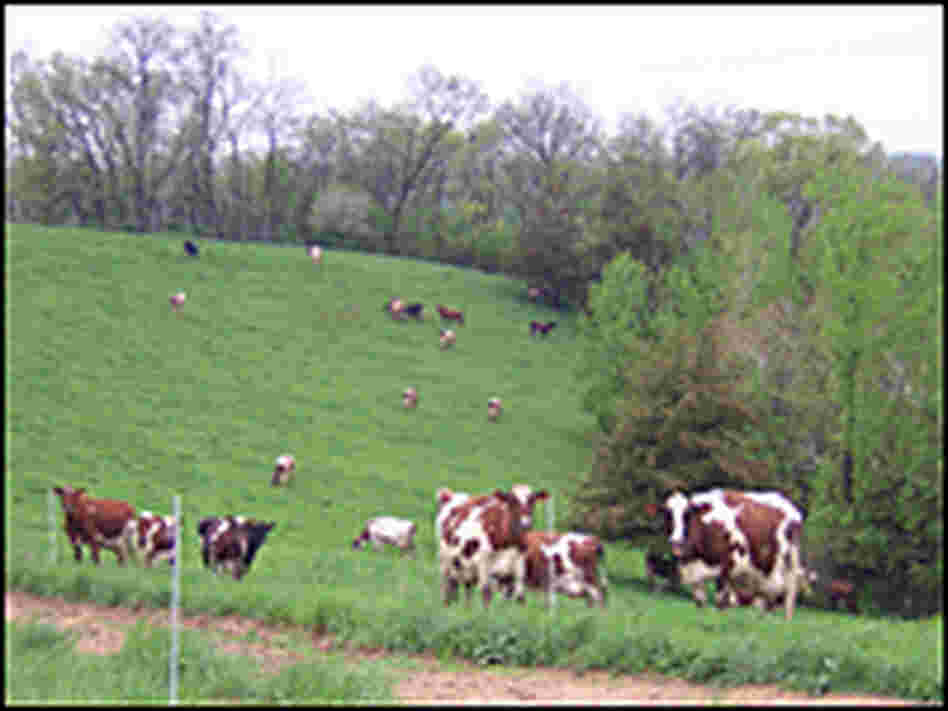 Cows graze in an open field at Art Thicke's dairy farm