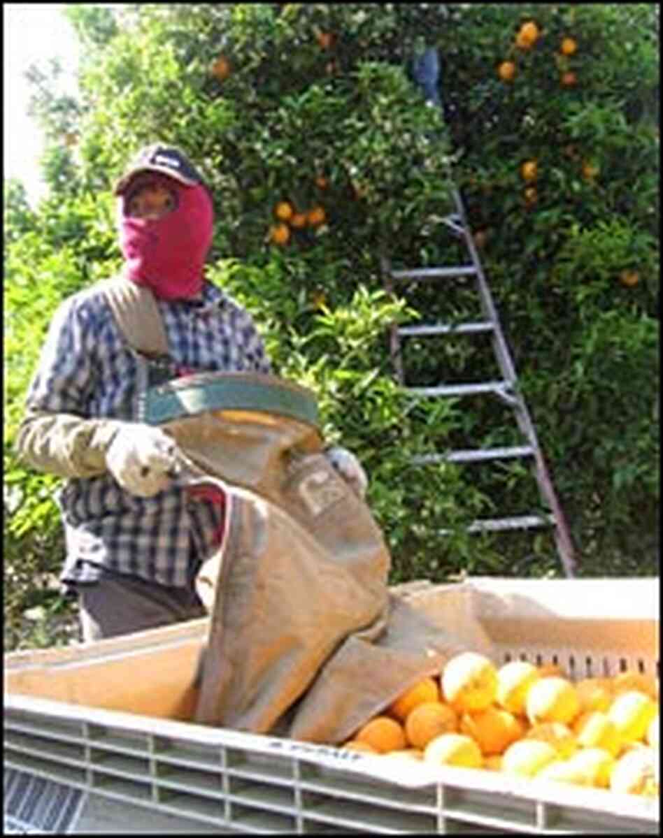 A field hand from Thailand harvests oranges in a grove in Visalia in Southern California. A field hand from Thailand harvests oranges in a grove in Visalia in Southern California.